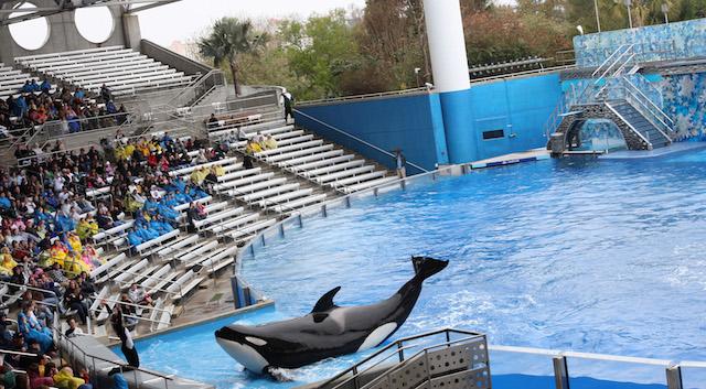 Believe, The Spectacular Shamu Show, resumes February 27, 2010, at SeaWorlds Shamu Stadium, three days after a killer whale pulled veteran trainer Dawn Brancheau to her death. Trainers work with the animals from shallow ledges built into the sides of its tanks. (Ricardo Ramirez Buxeda/Orlando Sentinel/MCT)