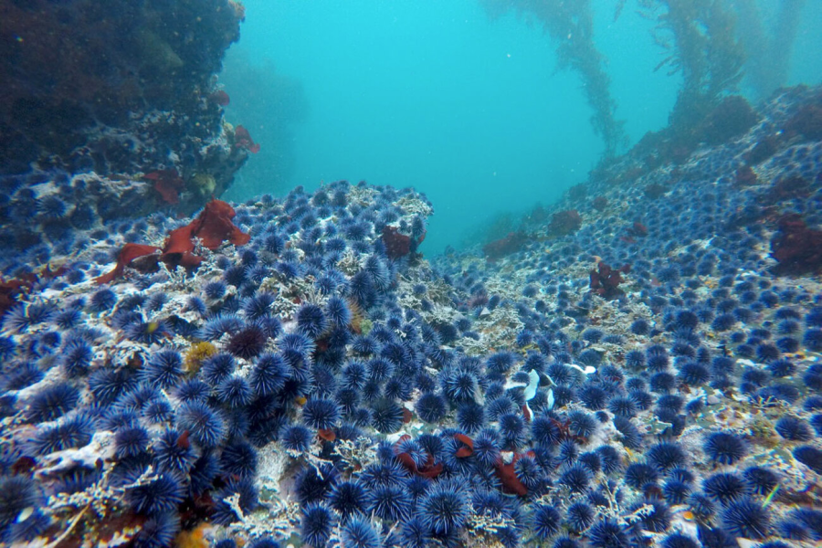 Sea urchin’s overpopulation causes kelp destruction. 
(Photo courtesy of Dr. Steve Lonhart, NOAA MBNMS)