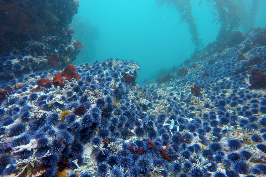 Sea+urchin%E2%80%99s+overpopulation+causes+kelp+destruction.+%0A%28Photo+courtesy+of+Dr.+Steve+Lonhart%2C+NOAA+MBNMS%29